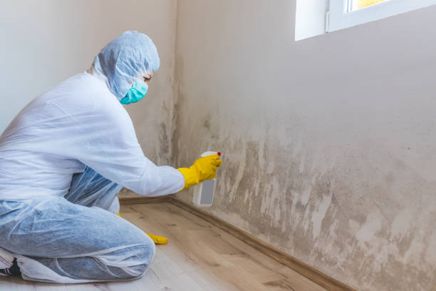 Professional mold removal team in Lexington