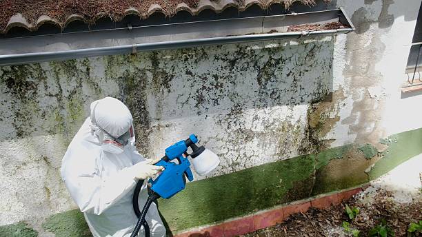 Mold Remediation service in Lexington, Lexington, TN